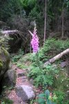 Digitalis purpurea am Wegesrand